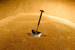 جنگ تجاری؛ چین واردات گندم از آمریکا را صفر کرد