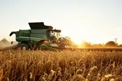 طرح حمایتی دولت برای کشت محصولات اساسی و دیمزاری