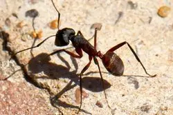 ناوبری با مغز زیستی / پایان وابستگی ربات‌ها به  GPS