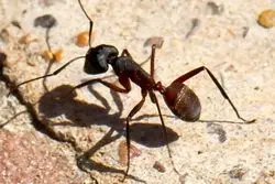 ناوبری با مغز زیستی / پایان وابستگی ربات‌ها به  GPS