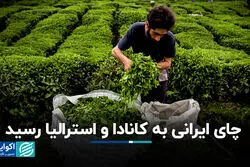 چای ایرانی به کانادا و استرالیا رسید 