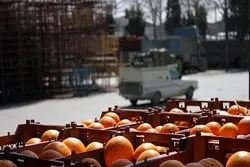 عراق مقصد اول محصولات کشاورزی در نیمه سال