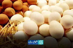 از نهاده تا سفره؛ چرا تخم‌مرغ این‌قدر گران شد؟