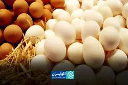 از نهاده تا سفره؛ چرا تخم‌مرغ این‌قدر گران شد؟