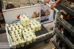 صادرات لبنیات افزایش یافت/ رشد ۴۳ درصدی در ارزش و ۱۹ درصدی در حجم