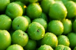 گوجه سبز ترکیه‌ای با نرخ نجومی وارد بازار شد