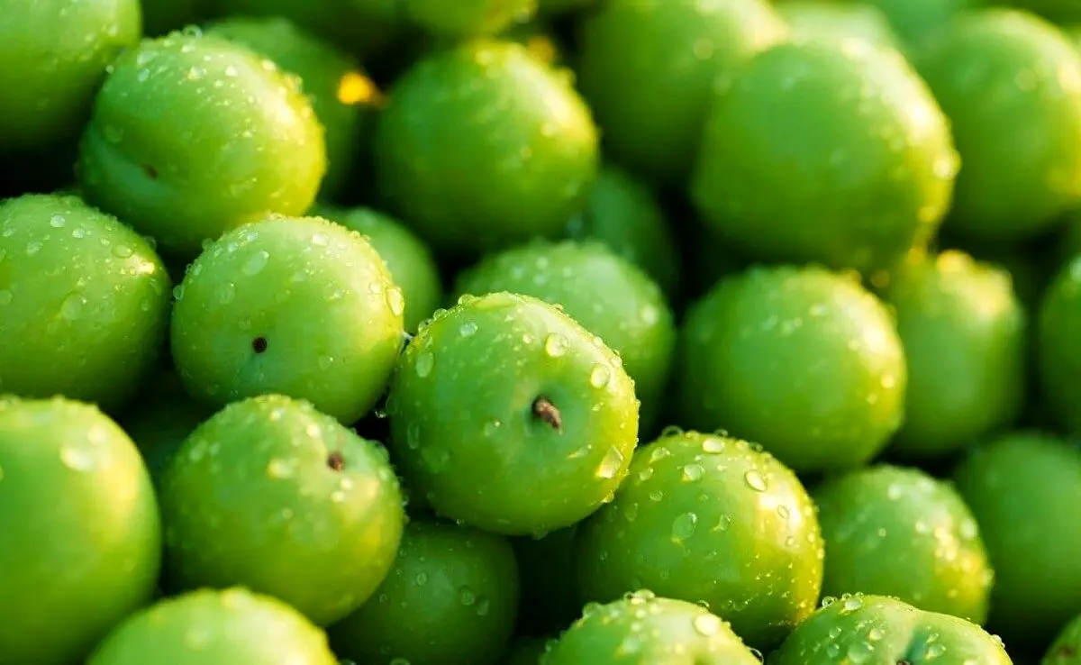 گوجه سبز ترکیه‌ای با نرخ نجومی وارد بازار شد