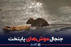 جنجال موش های پایتخت