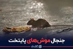 جنجال موش های پایتخت