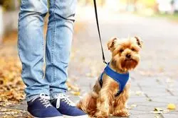 ممنوعیت سگ‌گردانی در اصفهان؛ هشدار دادستان