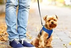 ممنوعیت سگ‌گردانی در اصفهان؛ هشدار دادستان