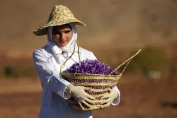 زعفران ایران در گمرک چین بلوکه شد؛ طلای سرخ در خطر!