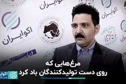 مازاد تولید مرغ روی دست تولیدکنندگان ماند