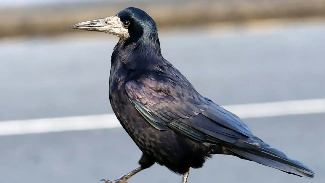 حیوان‌هایی که وارد سازمان‌های جاسوسی شدند