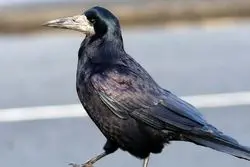 حیوان‌هایی که وارد سازمان‌های جاسوسی شدند