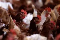 استفاده از اصلاح ژنتیکی برای مبارزه با آنفلوآنزای پرندگان