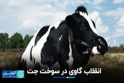 آمریکایی‌ها از کود گاو، سوخت جت ساختند
