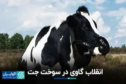 آمریکایی‌ها از کود گاو، سوخت جت ساختند