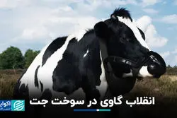 آمریکایی‌ها از کود گاو، سوخت جت ساختند