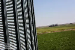 نرخ دلاری گندم بالاتر از دلار  بازار!