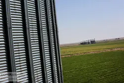 نرخ دلاری گندم بالاتر از دلار  بازار!