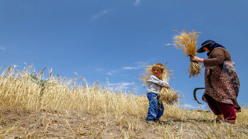 واریز قطره چکانی طلب گندمکاران