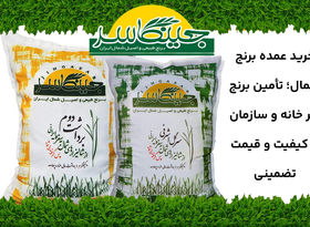 خرید عمده برنج شمال؛ تأمین برنج هر خانه و سازمان با کیفیت و قیمت تضمینی