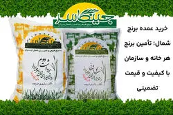 خرید عمده برنج شمال؛ تأمین برنج هر خانه و سازمان با کیفیت و قیمت تضمینی