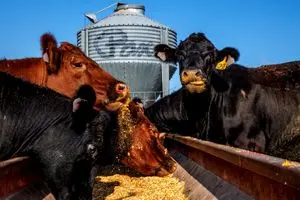 دامدارانی که هنوز حامی ترامپ‌اند