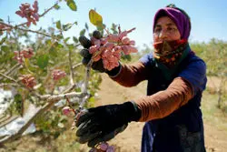 صادرات ۱۶۰ میلیون دلاری پسته به کشورهای اروپایی و آسیایی