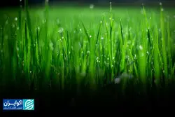 کشاورزی به‌صرفه در دنیای بحران‌زده آب