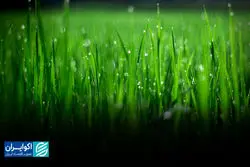 کشاورزی به‌صرفه در دنیای بحران‌زده آب