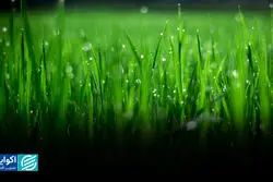 کشاورزی به‌صرفه در دنیای بحران‌زده آب