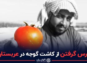 درس کاشت گوجه در عربستان برای ایران