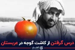 درس کاشت گوجه در عربستان برای ایران