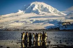 تعرفه‌های ترامپ به سرزمین پنگوئن‌ها رسید