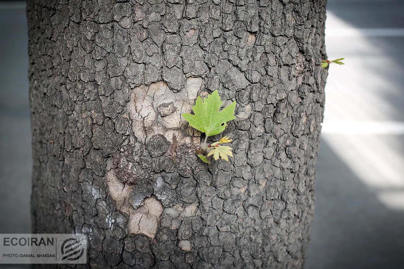 قطع  ۶۰ درخت در بوستان عقاقیای تهران از سوی ستاد اجرایی فرمان امام