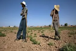 کاهش بیکاری روستاها در مرگ اشتغال کشاورزی