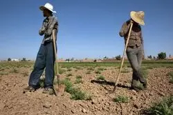 آزادسازی در بخش کشاورزی / یک طرح بحث