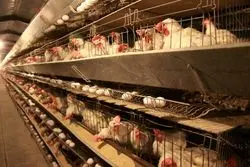 پیش بینی مجلس از گرانی‌های سال آینده/ افزایش قیمت مرغ و تخم مرغ در راه است