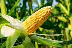 صعود قیمتی ذرت با سیگنال جنگ در اروپای شرقی