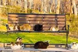 اکوسیستم موش،گربه و سگ در شهر تهران به هم ریخته است