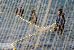  عراق، امارات، چین و روسیه؛ مقصدهای اصلی آبزیان ایرانی 