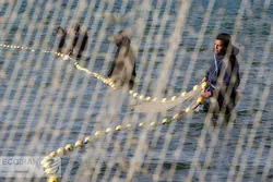  عراق، امارات، چین و روسیه؛ مقصدهای اصلی آبزیان ایرانی 