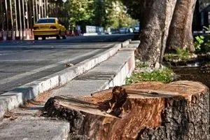 واقعیت ماجرای قطع نشدن درخت در تهران+ فیلم