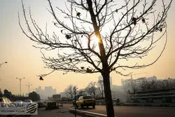 راز عمر کوتاه درختان تهران؛ معضل کاشت گونه‌های غیربومی

