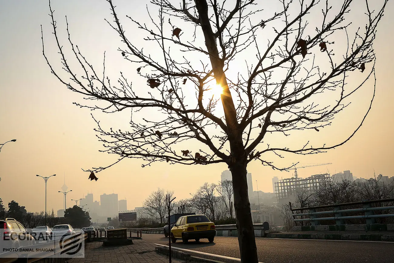 راز عمر کوتاه درختان تهران؛ معضل کاشت گونه‌های غیربومی

