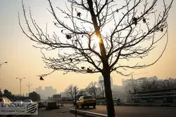 راز عمر کوتاه درختان تهران؛ معضل کاشت گونه‌های غیربومی

