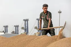 بالغ بر 63 هزار تن گندم وارد کشور شد/ با بارش‌ها تولید گندم زیاد شد