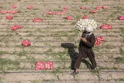 سبقت تند پیاز در رشد قیمت ها